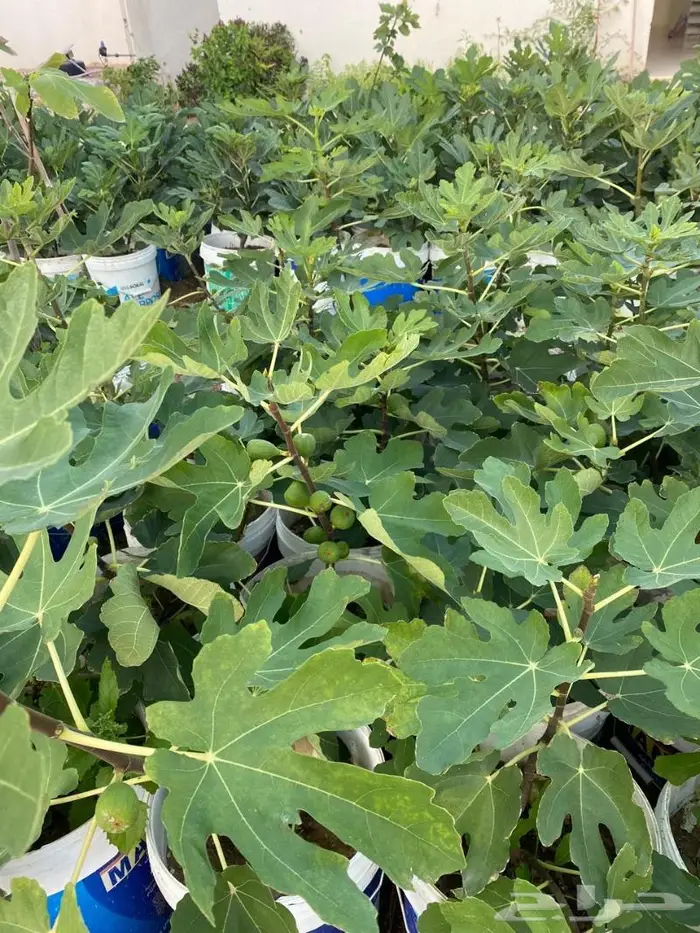 مشروع تين اصناف ممتازه ومنوعه للبيع جمله 0