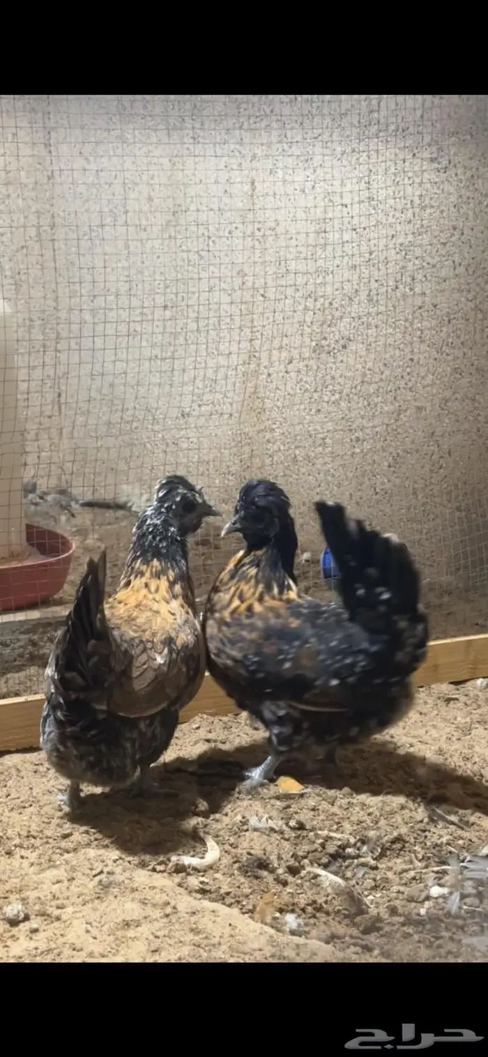 دجاج حباحب مستوى فاخر 6