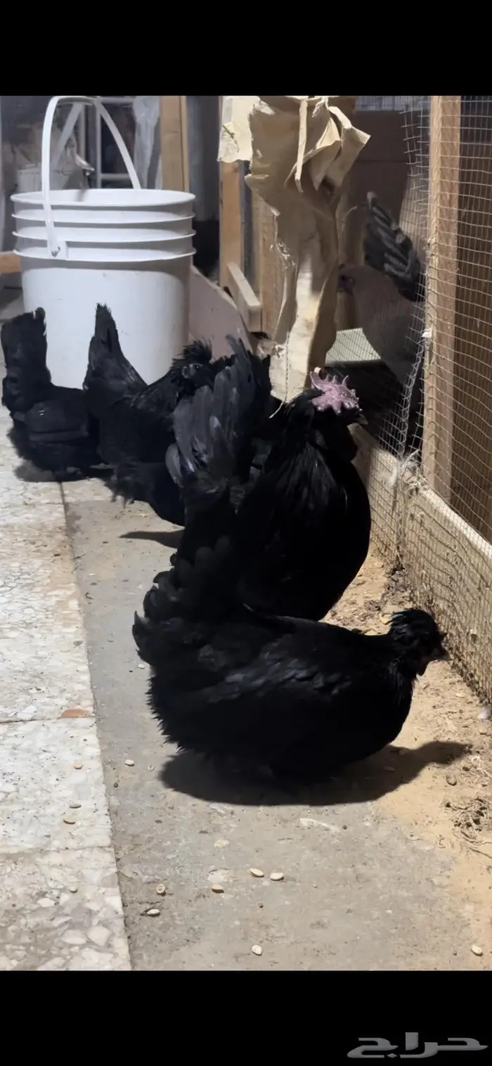 دجاج حباحب مستوى فاخر 18