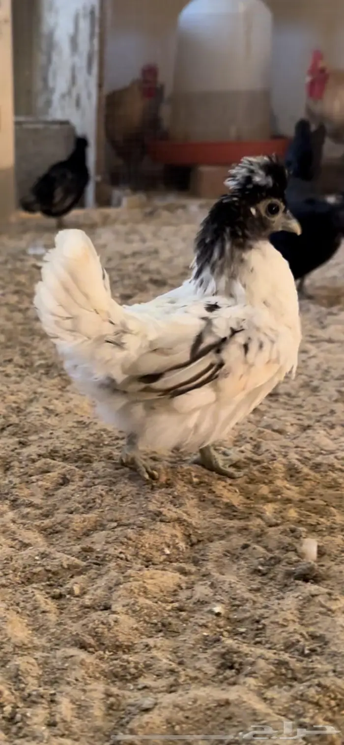 دجاج حباحب مستوى فاخر 29