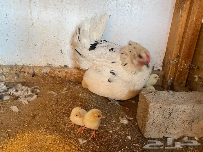 دجاجه بلدي مع عيالها. ( تم البيع ) 1