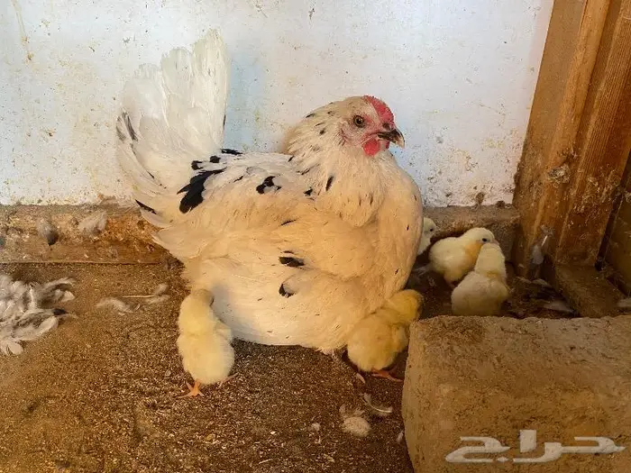 دجاجه بلدي مع عيالها. ( تم البيع ) 0