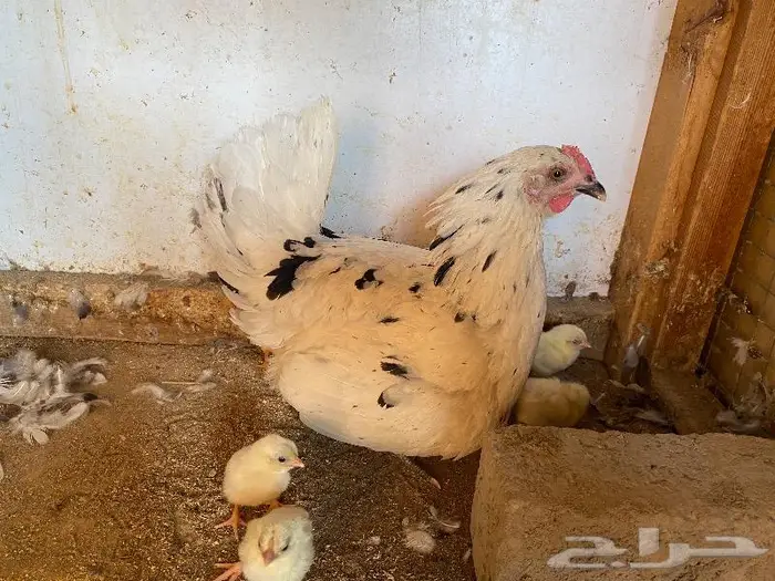 دجاجه بلدي مع عيالها. ( تم البيع ) 2