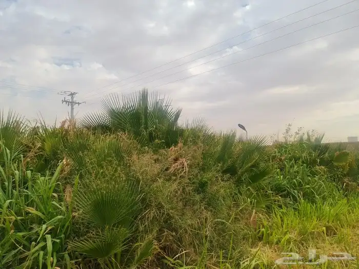 للبيع نخل واشنطن 2