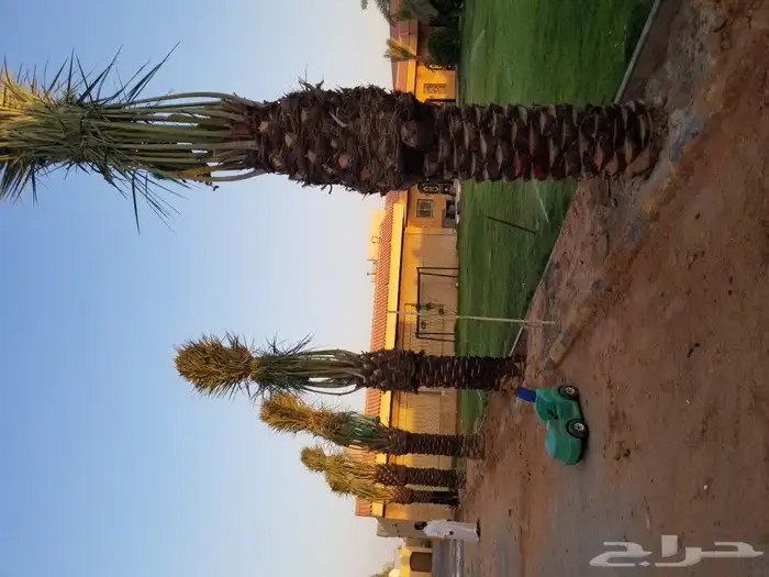 نخل اخلاص اربعه متر 1