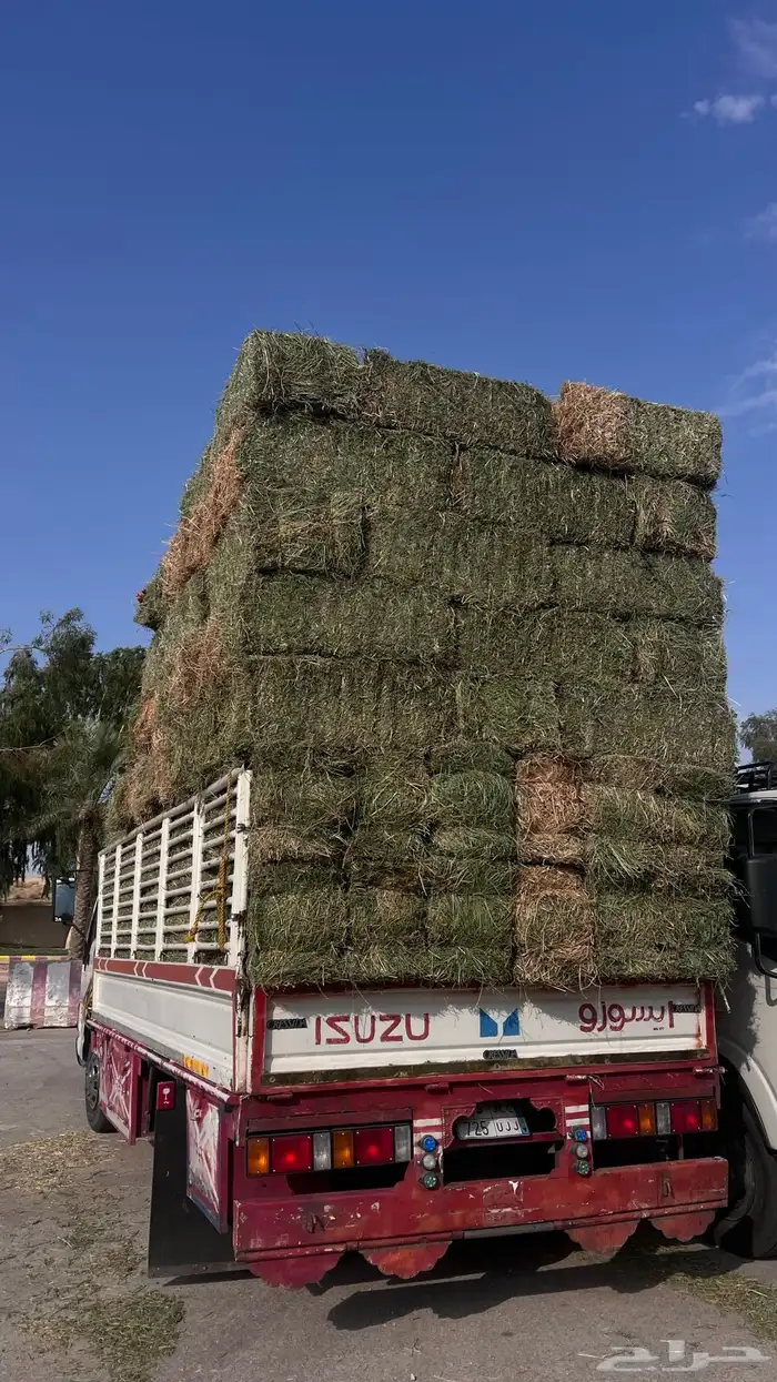 برسيم صافي ناعم 0