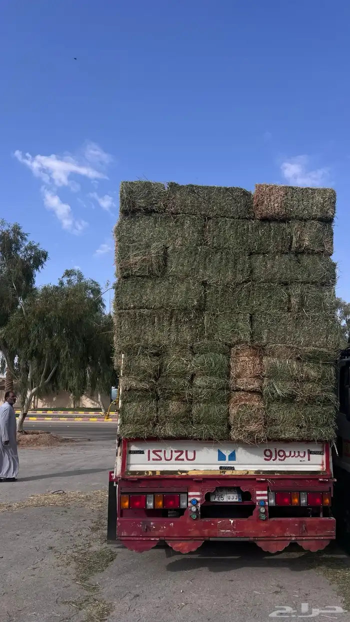 برسيم صافي ناعم 1