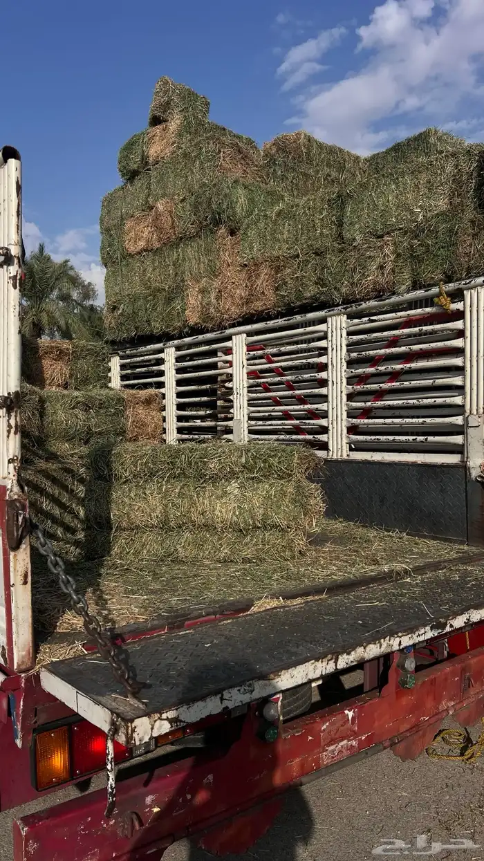 برسيم صافي ناعم 2