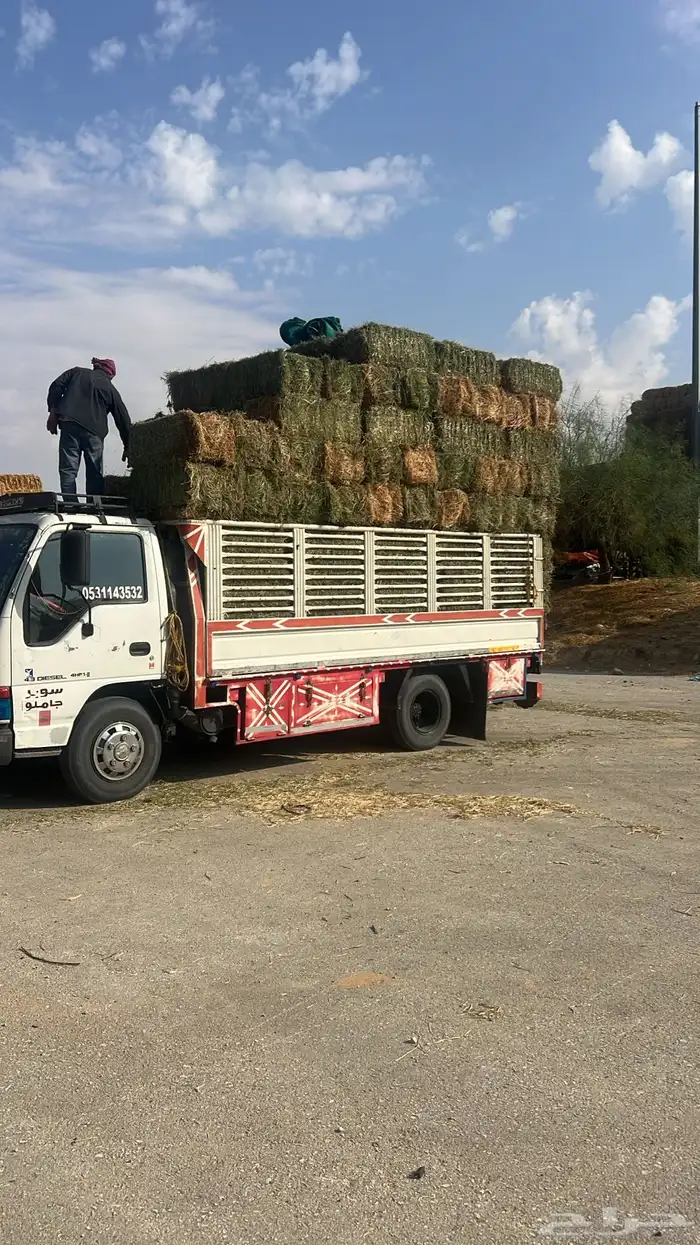 برسيم صافي ناعم 5