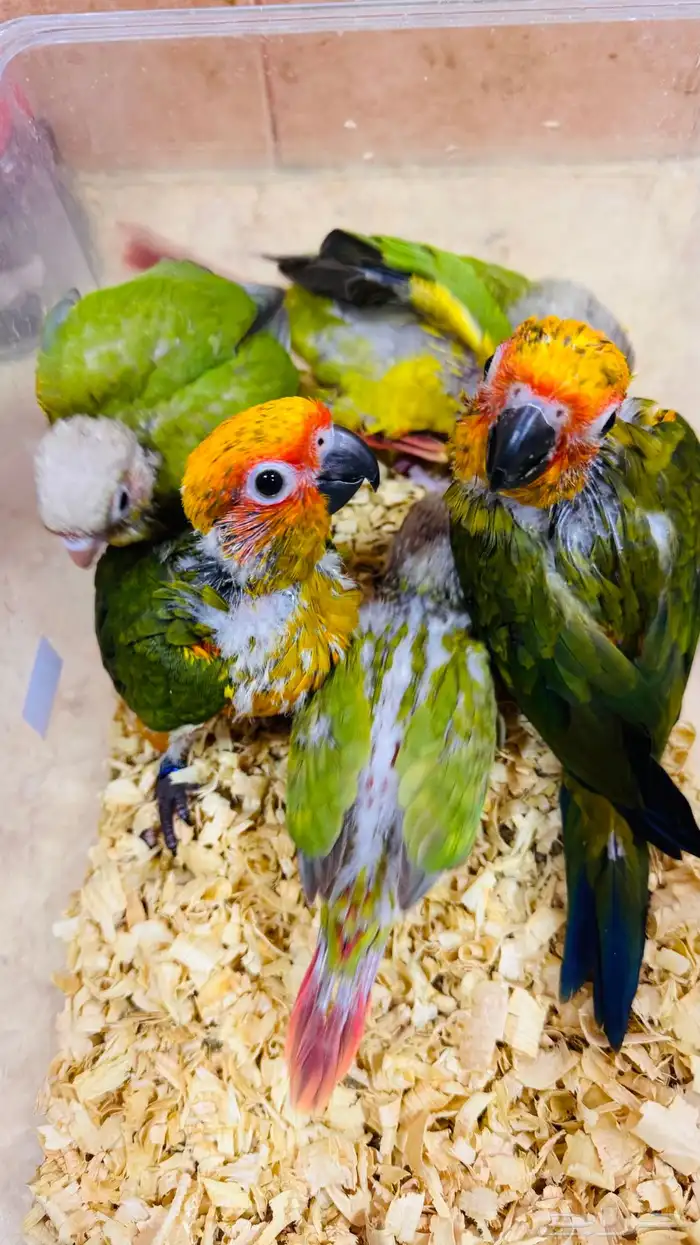 فروخ كنيور أناناس - صن كنيور نهاية غر 0