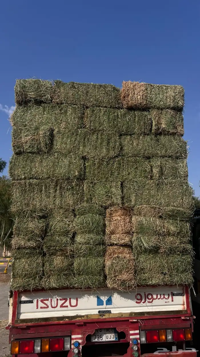 برسيم صافي ناعم 3