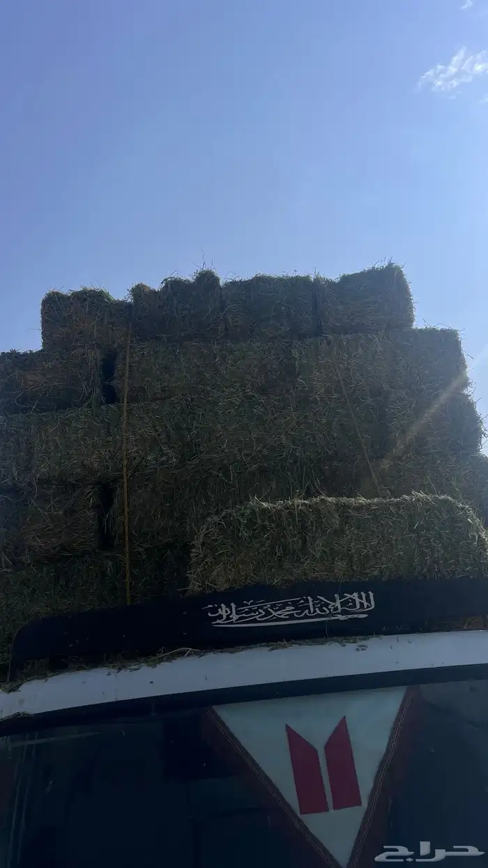 برسيم صافي ناعم 6