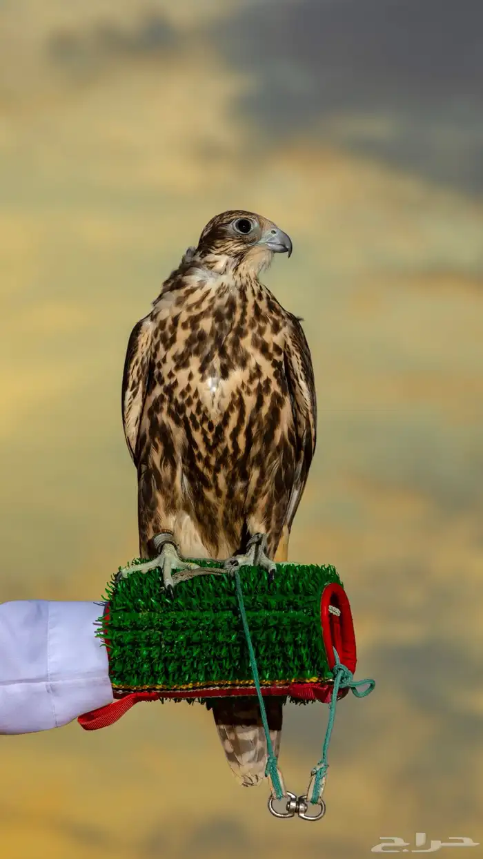 مصور فوتوغرافي 6