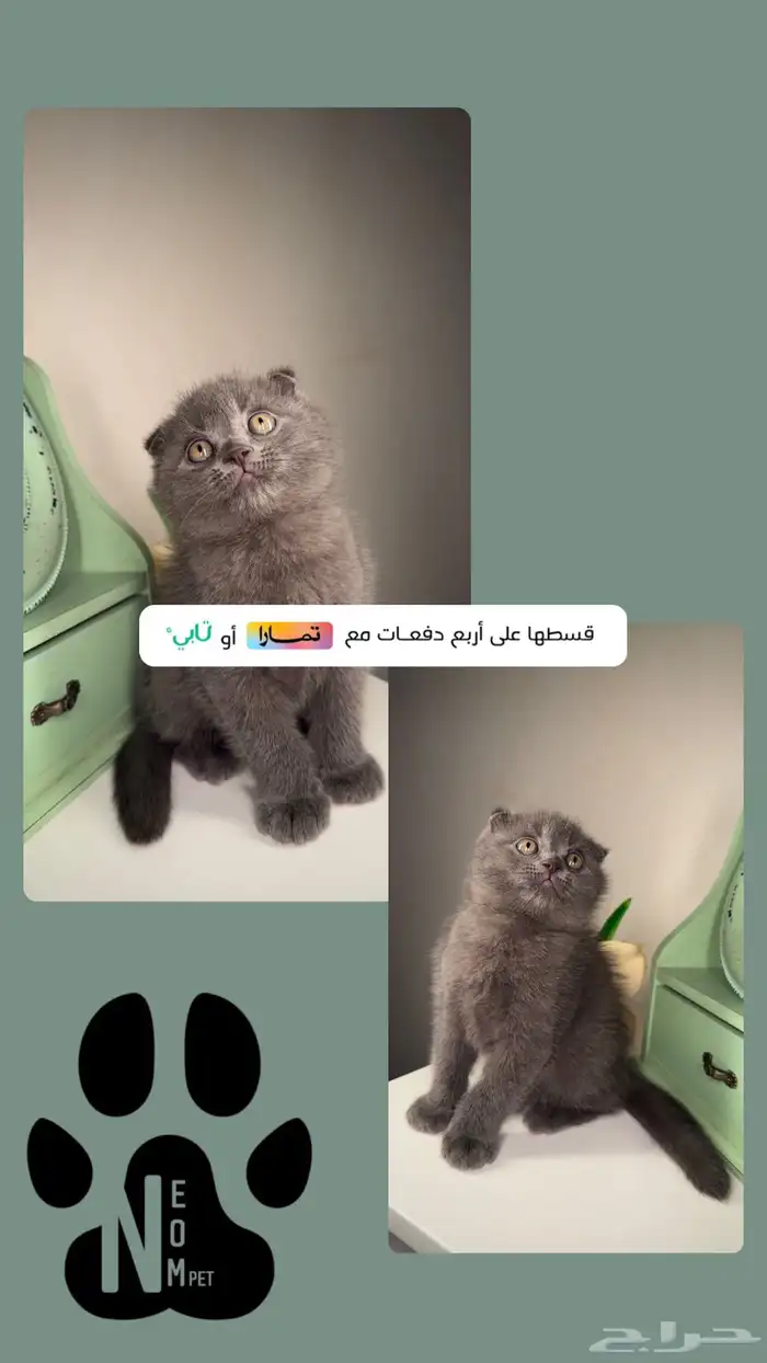 كيتن سكوتش فولد بلو سلفر قولد قطط صغيرة شهرين قزمه بريطاني 1