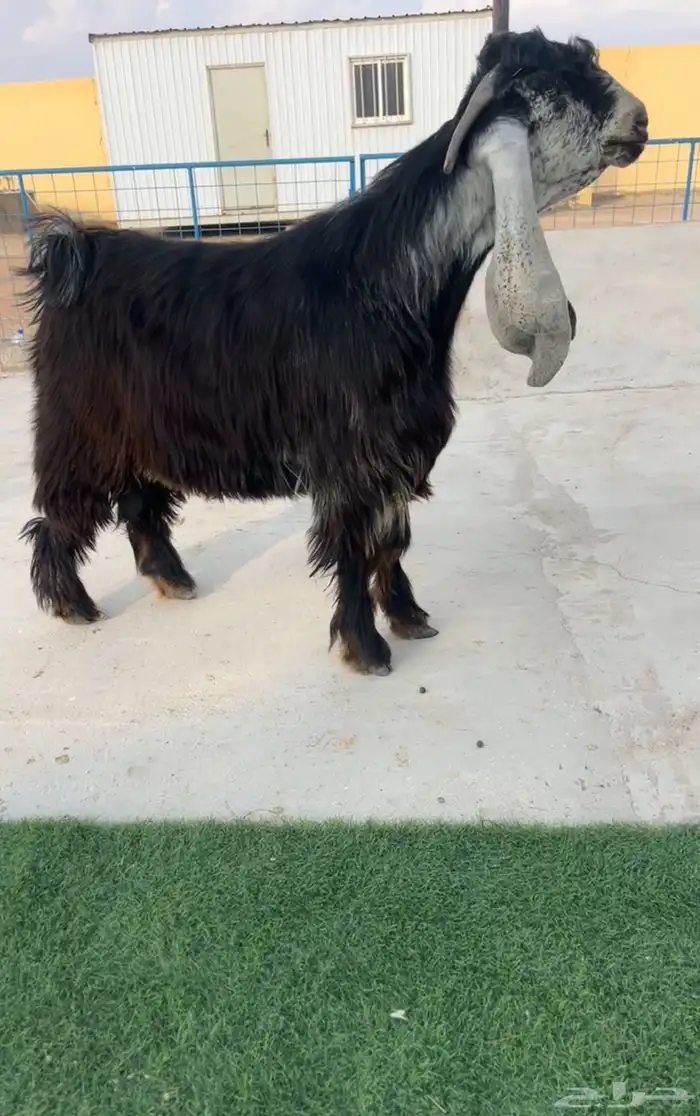 تيس عارضي فحل صنف خصم تم البيع 0