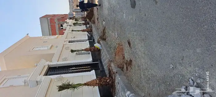 نخل للبيع عربي واشنطونيا جده مكه المكرمه 0