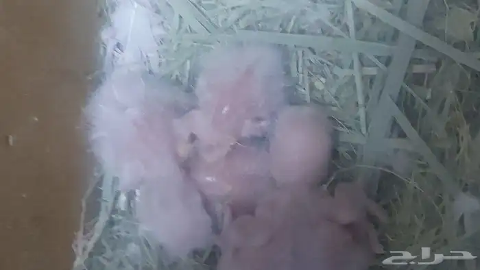 جوز روز مع فروخة 2