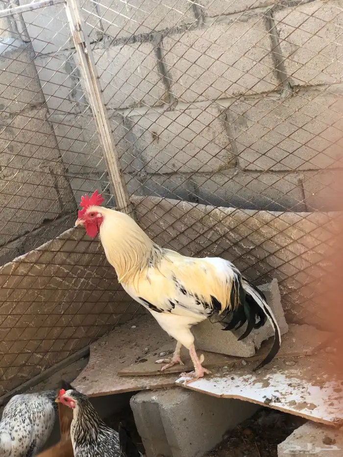 ديك للبيع بلدي 3