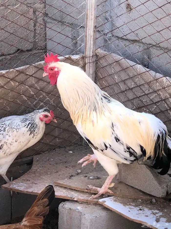 ديك للبيع بلدي 2