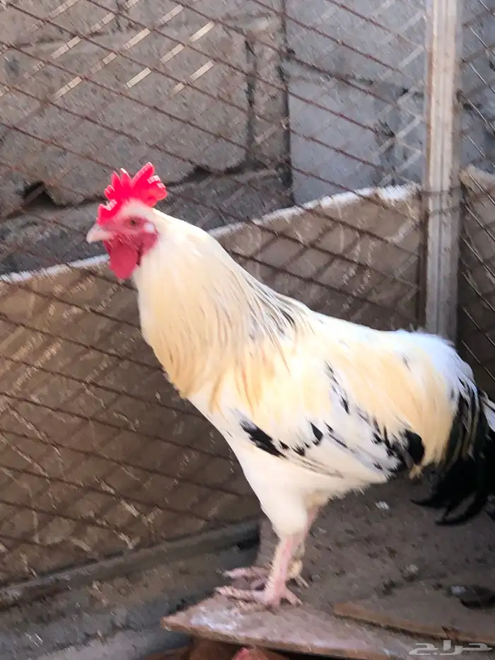 ديك للبيع بلدي 0