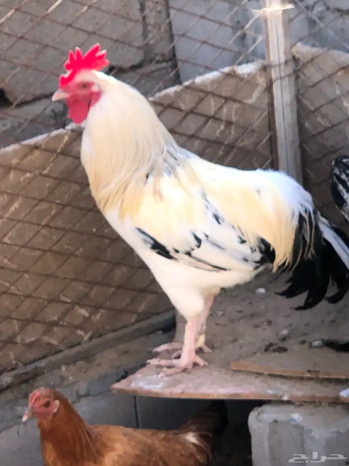 ديك للبيع بلدي 1