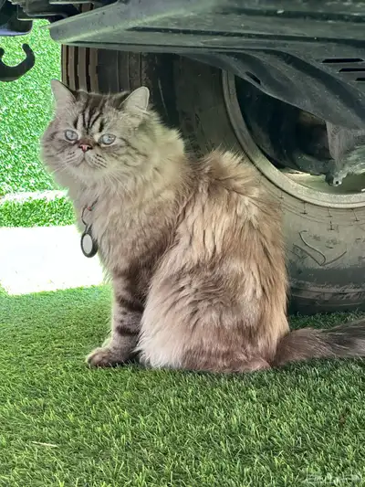 قط مفقود بحي ابو موسى الاشعري 1