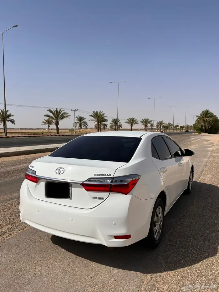 كورلا 2019 ( تم البيع ) 1