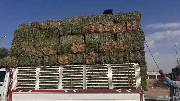 برسيم صافي ناعم 4