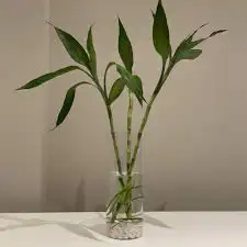 شتلات ساق البامبو 1