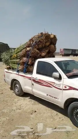 نخل طالع الجنوب جميع انواع المقاسات المختلفه 2