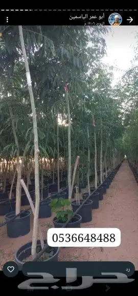 لبيع جميع الاشجار وزراعة المجالس والاستراحات مروركم يشرفنا 5
