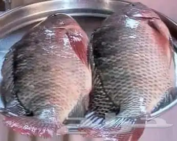 سمك بلطي 0