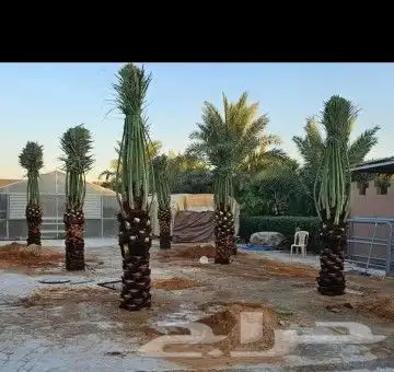 نخل للبيع جميع النواع انخل العربي والمقاسات النواع سكري إخلا 3