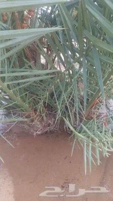 نخل خلاص للبيع الموقع الحالي الهداء 1
