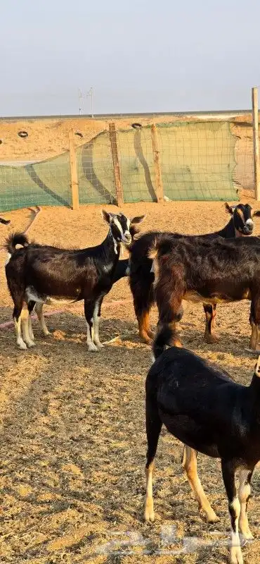 ماعز حو د ف ع ع ولاد 0