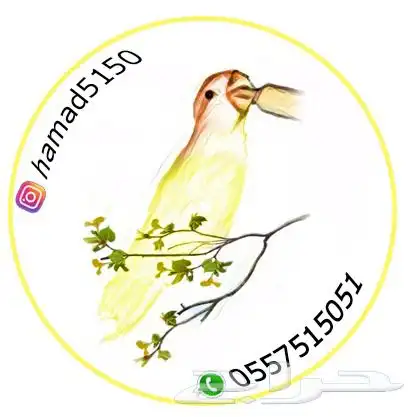 فروخ روز (((تم البيع))) 3