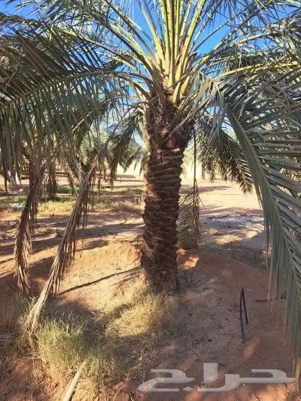 نخل للبيع بجميع انواعه وكافت مقاساته لتواصل 8