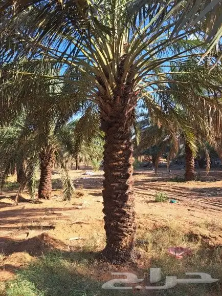 نخل للبيع بجميع انواعه وكافت مقاساته لتواصل 4