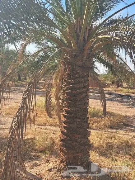 نخل للبيع بجميع انواعه وكافت مقاساته لتواصل 1
