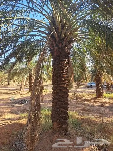 نخل للبيع بجميع انواعه وكافت مقاساته لتواصل 5