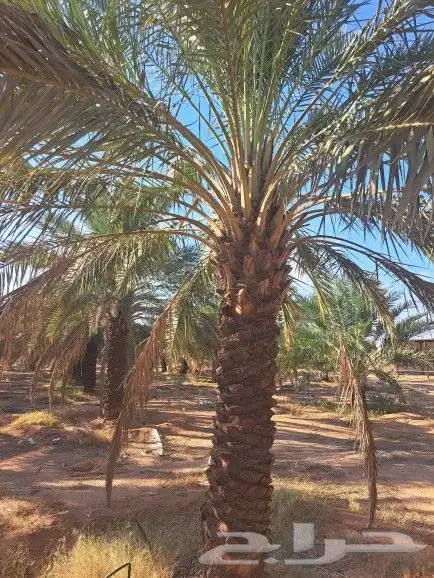 نخل للبيع بجميع انواعه وكافت مقاساته لتواصل 6