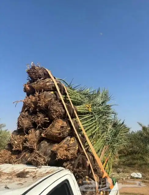 مزراع الغاط والزلفي 5