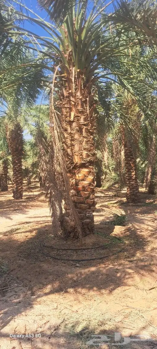 نخل للبيع عربي واشنطونيا جده مكه المكرمه 3