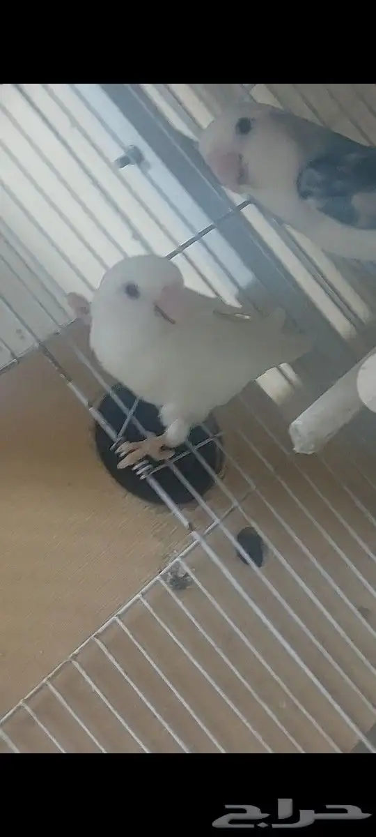 جوز روز مع فروخة 0