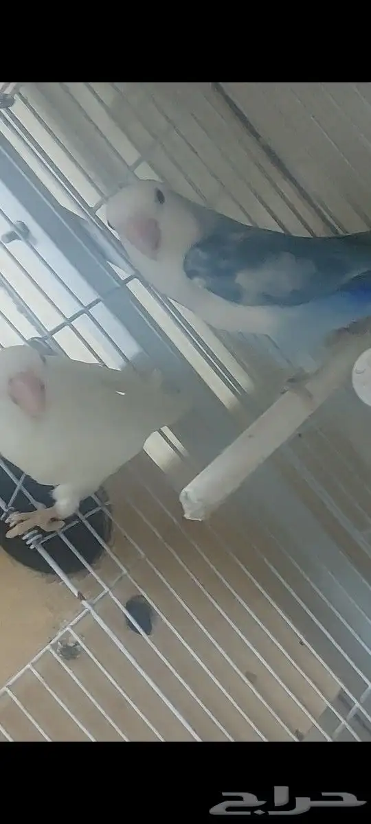 جوز روز مع فروخة 1