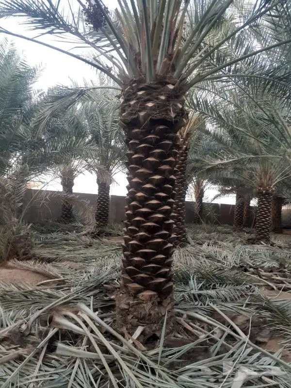 نخل اخلاص اربعه متر 3