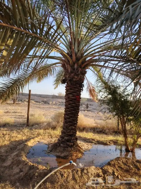 نخل للبيع عربي واشنطونيا جده مكه المكرمه 8