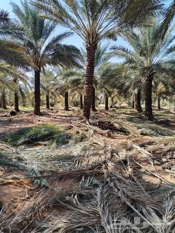 نخل للبيع عربي واشنطونيا جده مكه المكرمه 1
