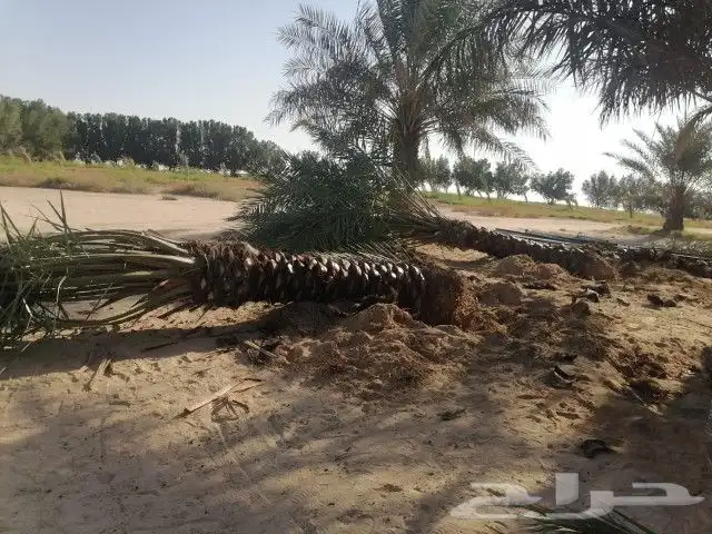 نخل خلاص للبيع الموقع الحالي الهداء 2
