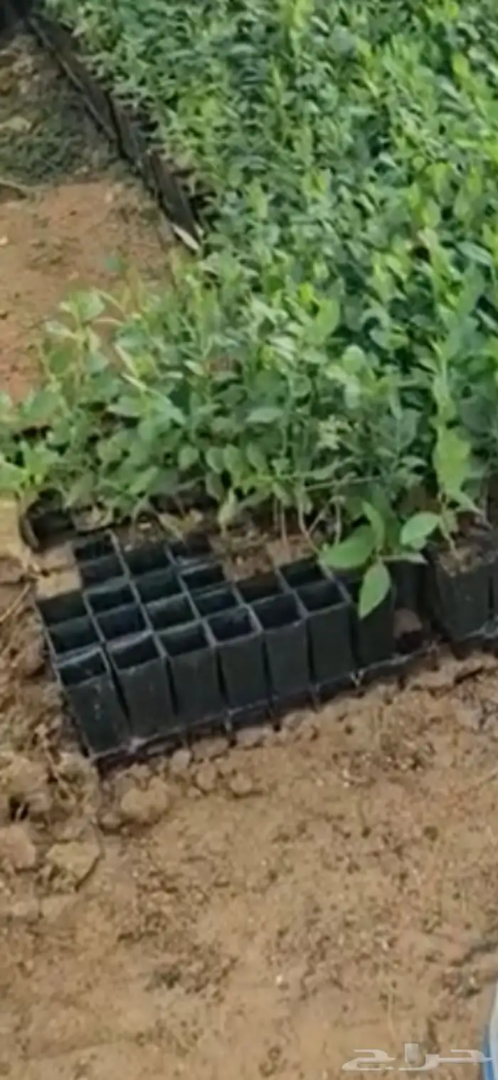 شتلات سدر بلدي للبيع 0